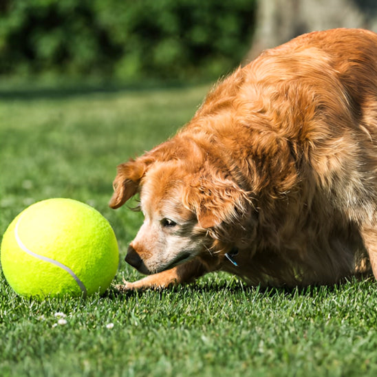 Balle pour Chien - Tennichienâą