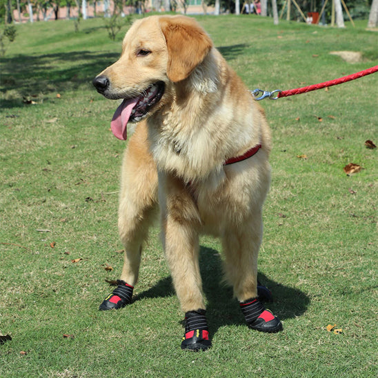 Chaussures Chien – AntiGlisse™