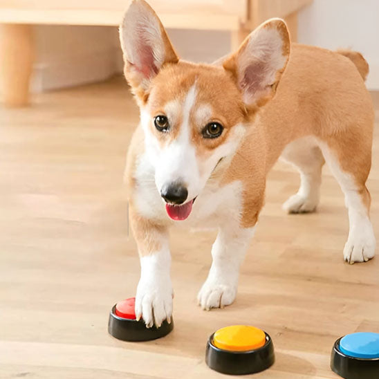 Clic d'apprentissage – DressClic™