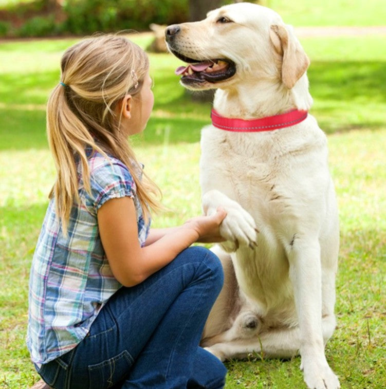 Collier Lumineux Chien - EclaiRexâą
