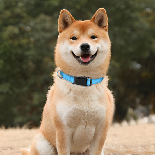 Collier Lumineux Chien - EclaiRexâą
