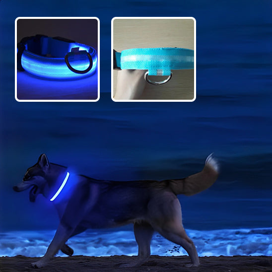 Collier lumineux pour chien-LumiCaninâą