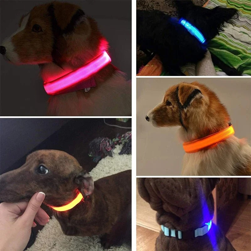 Collier lumineux pour chien-LumiCaninâą