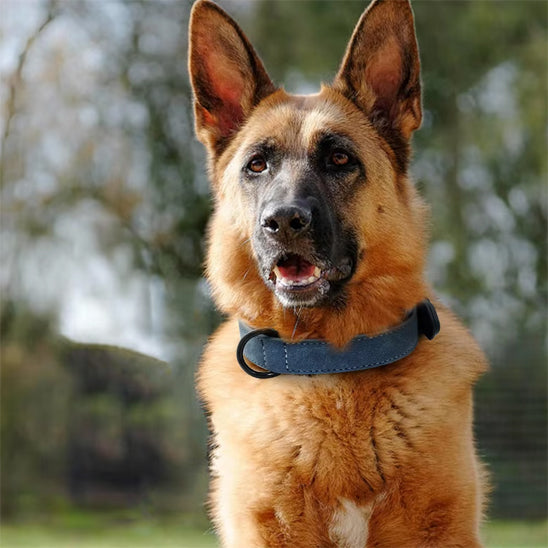 Collier pour Chien - Colrobus™