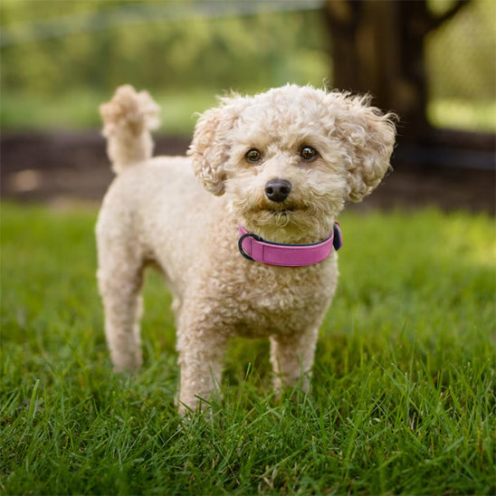 Collier pour Chien - Colrobus™