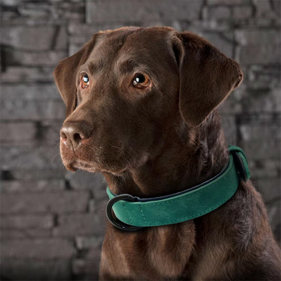 Collier pour Chien - Colrobus™