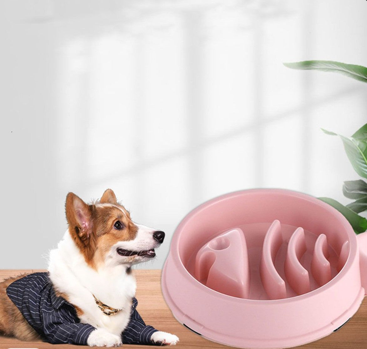 Gamelle pour chien - Croq'Lent™