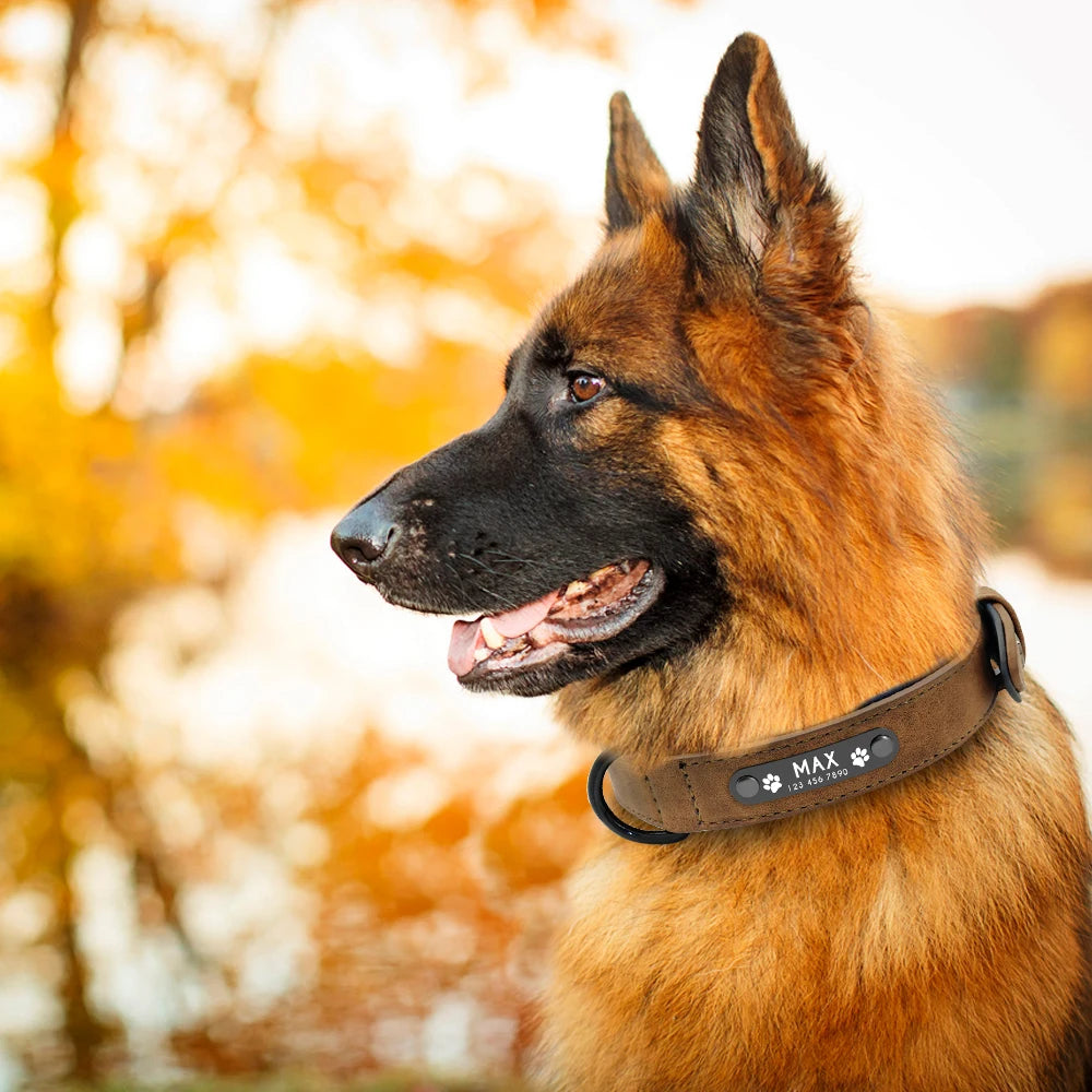 Collier Chien PersonnalisĂ© - WoufâTagâą