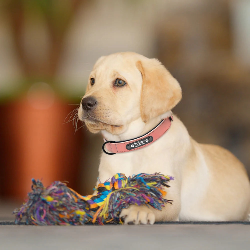 Collier Chien PersonnalisĂ© - WoufâTagâą