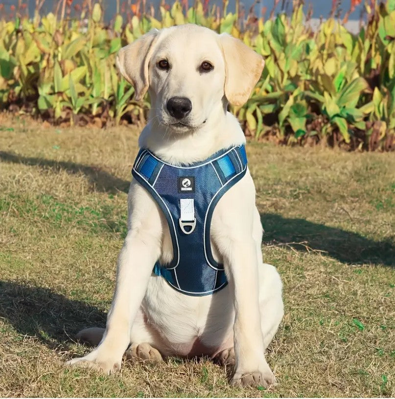 Harnais pour Chien - HarnaisZenâą