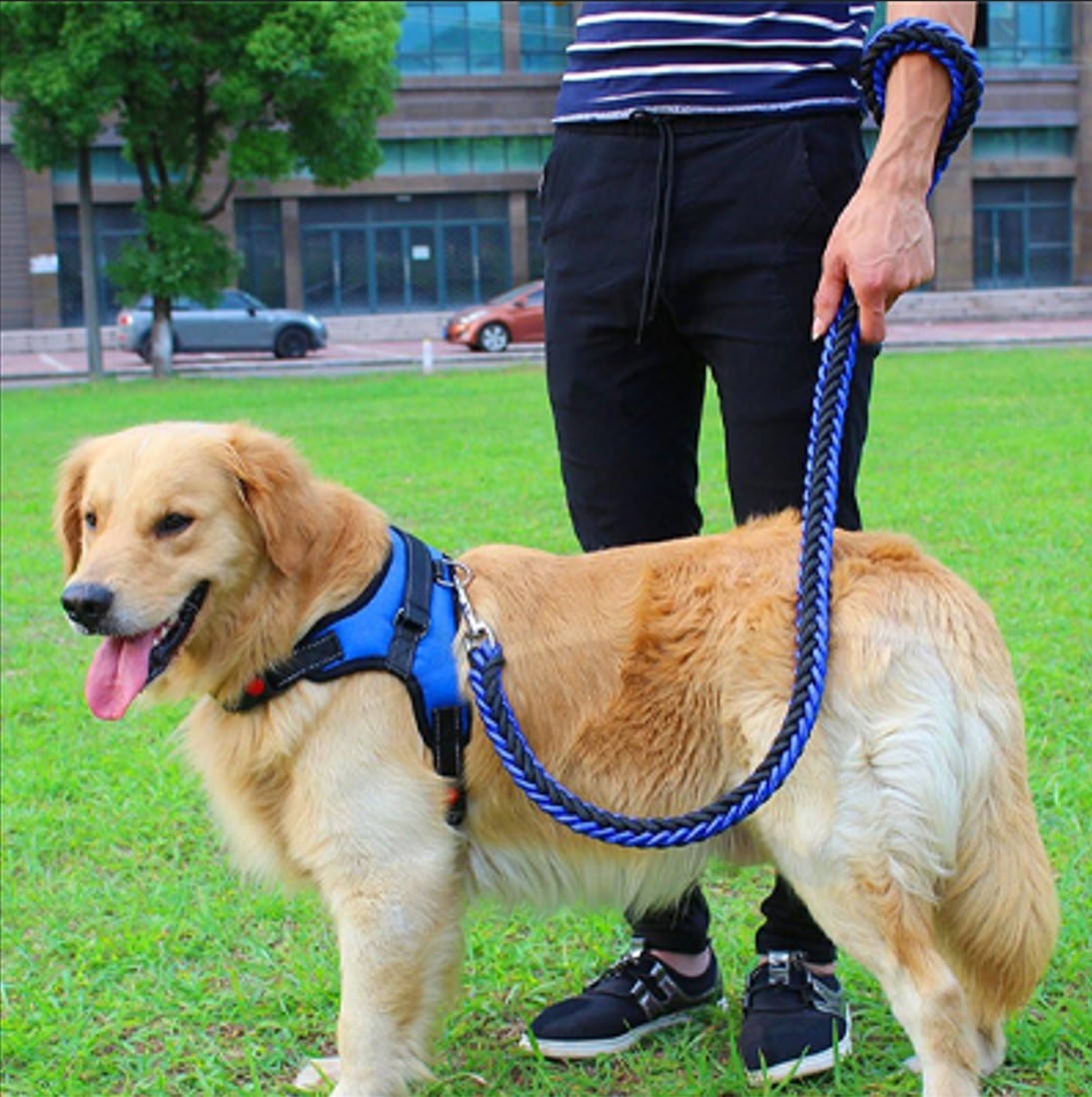 Laisse pour Chien - Robuste™