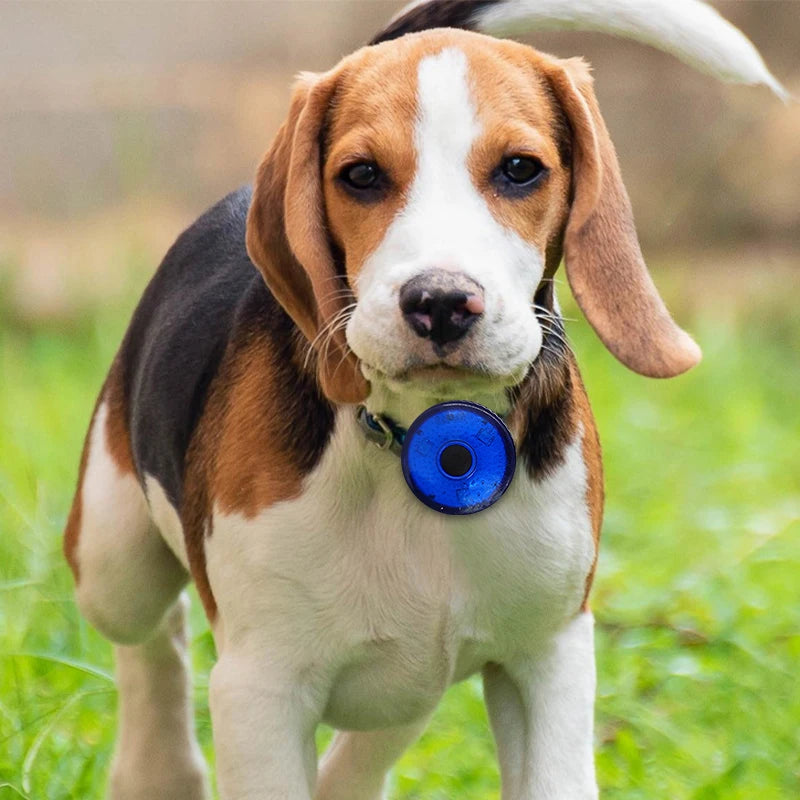 Collier lumineux pour Chien - LumoCollier™