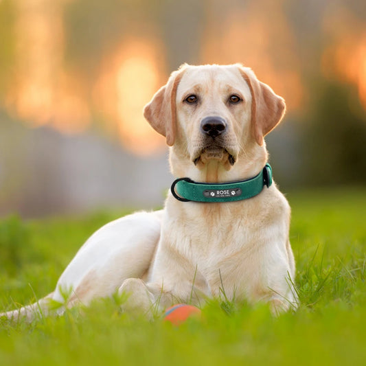 Collier Chien PersonnalisĂ© - WoufâTagâą