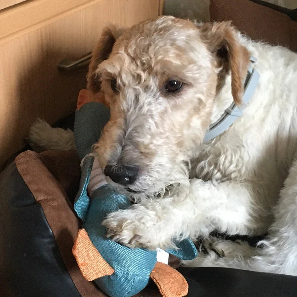 Peluche pour Chien - Canard'Ludic™