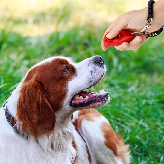 Dressage Chien - CliqDress™