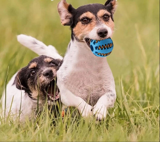 Balle amusante et hygienique pour chien! - ChienDog