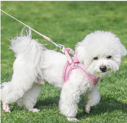 Libérez l'Aventure : La Laisse Parfaite pour Votre Chien ! - ChienDog