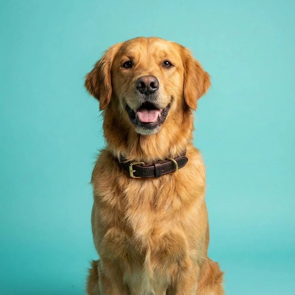 Chien souriant portant un collier élégant sur fond turquoise – collection Chien Dog