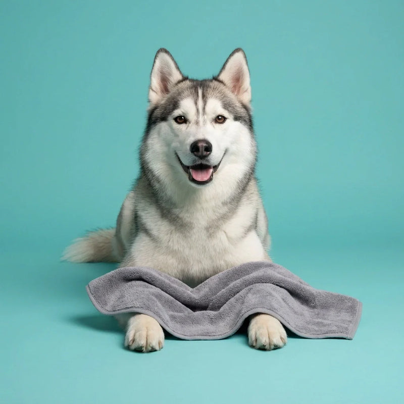 Chien propre en studio avec accessoires d’hygiène pour chiens – collection Autres Hygiène ChienDog