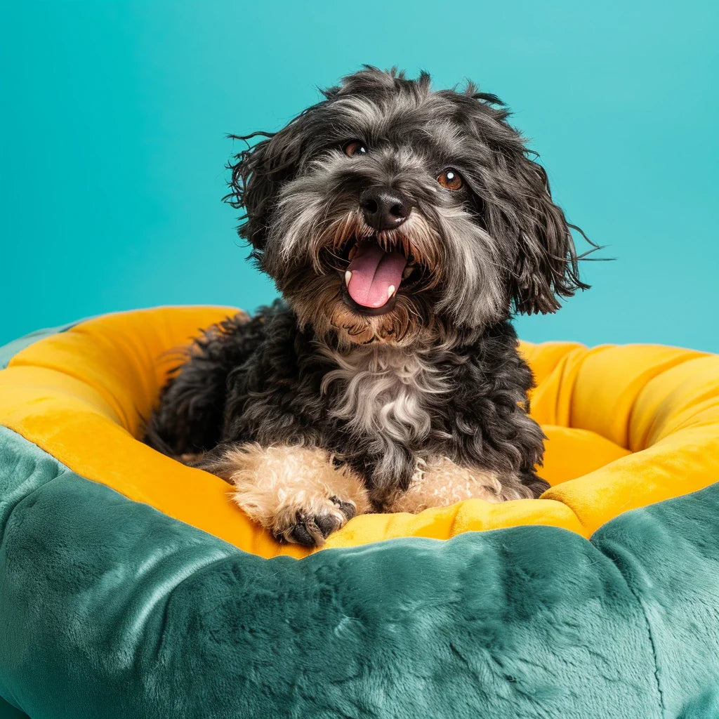 Chien heureux allongé dans un lit moelleux coloré – collection Confort & Couchage ChienDog