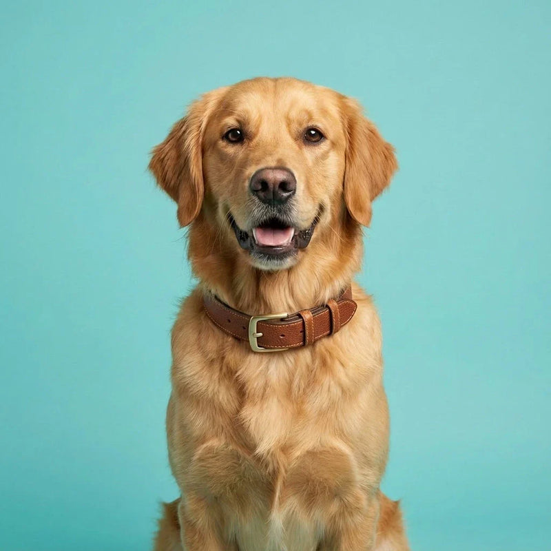 Chien portant un collier élégant, portrait en studio sur fond turquoise
