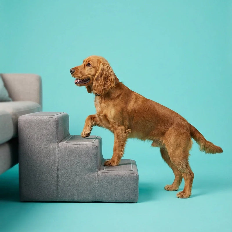 Escalier pour chien permettant à un chien de monter facilement sur un canapé