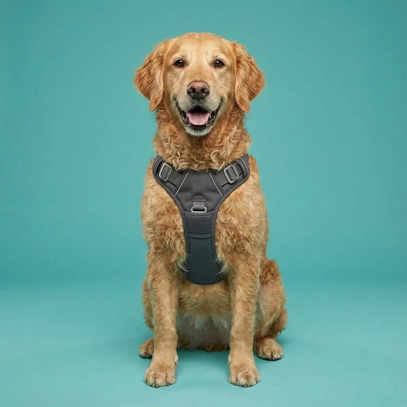 Chien souriant portant un harnais confortable sur fond vert – collection harnais ChienDog