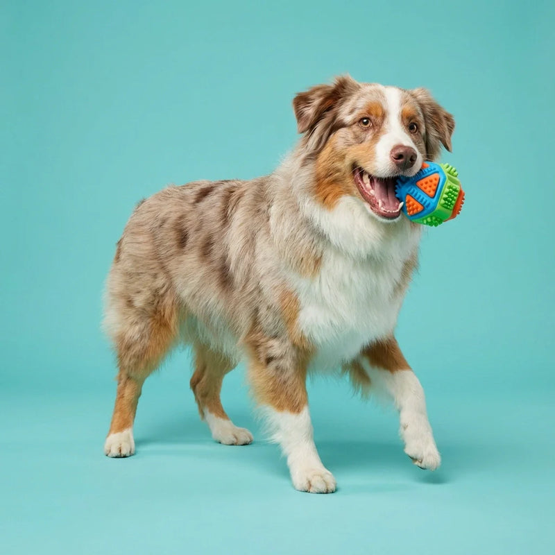 Chien joueur tenant un jouet pour chien sur fond turquoise – collection Chiendog