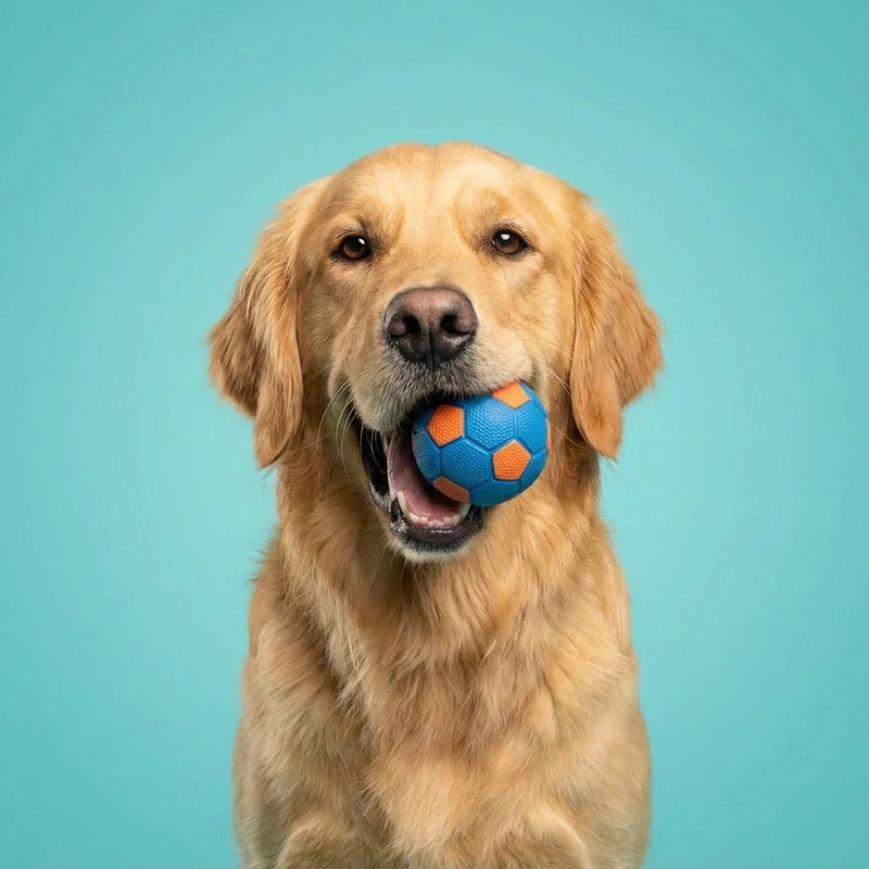 Chien jouant avec un jouet pour chien Chiendog en studio sur fond turquoise