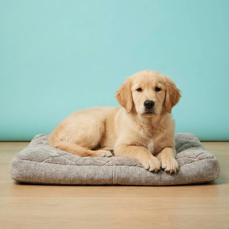 Chien détendu allongé sur un tapis confortable pour chien – ChienDog