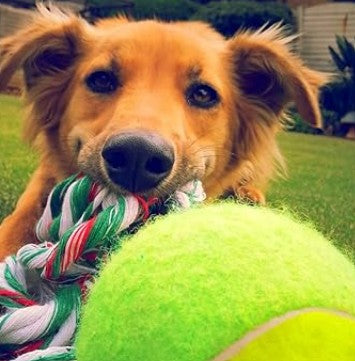 Balle pour Chien - Tennichien™