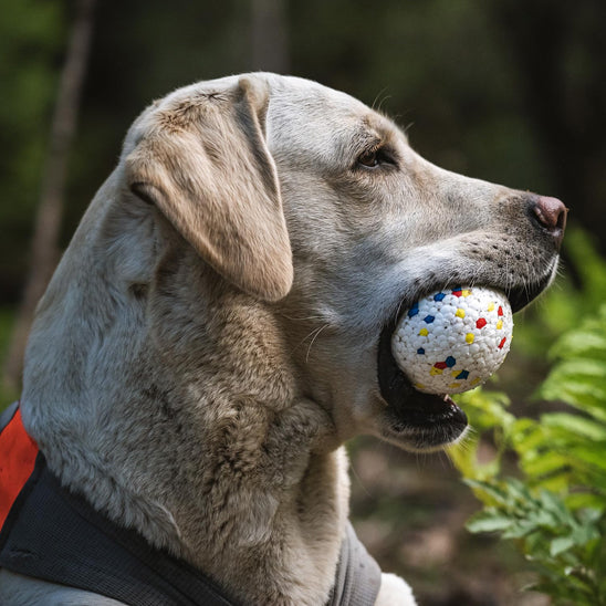 Balle pour Chien - Mastiball™
