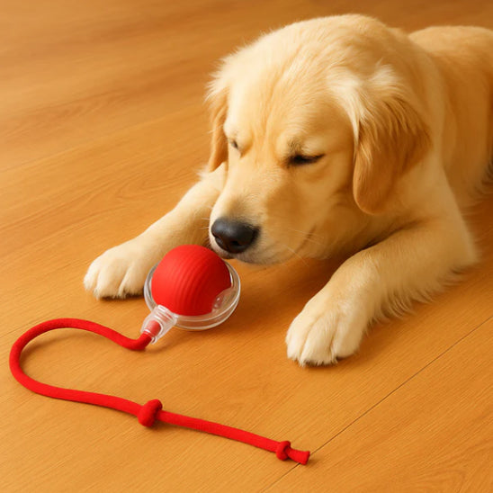 Balle pour Chien - Roulix™