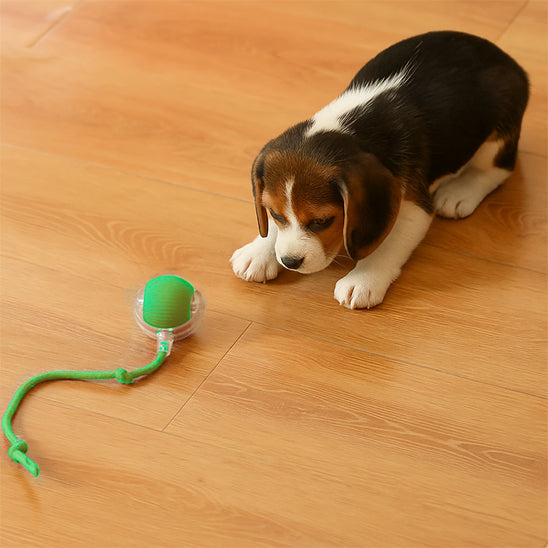 Balle pour Chien - Roulix™