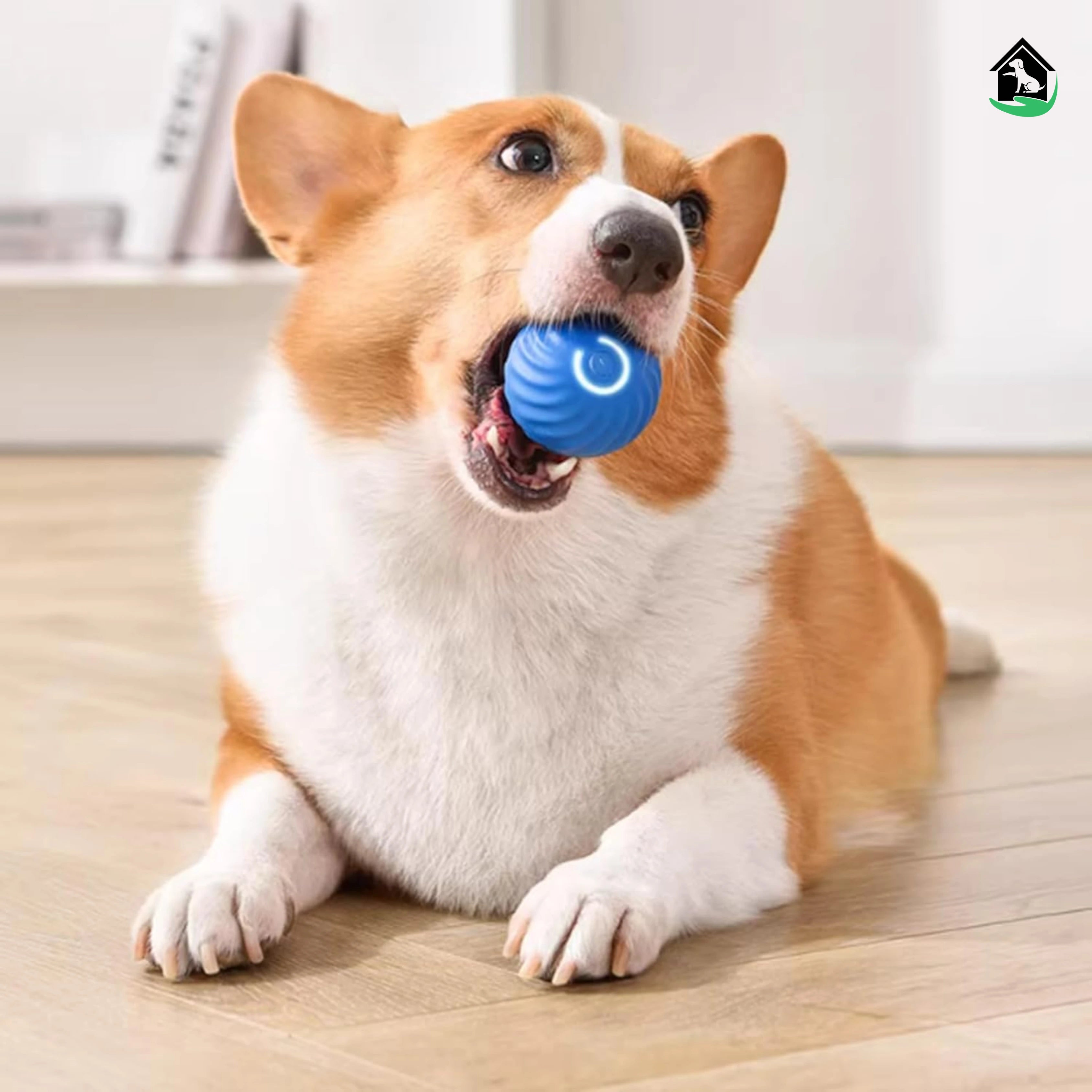 Chien jouant avec une balle intelligente interactive pour chien, idéale pour stimuler l’activité mentale et physique