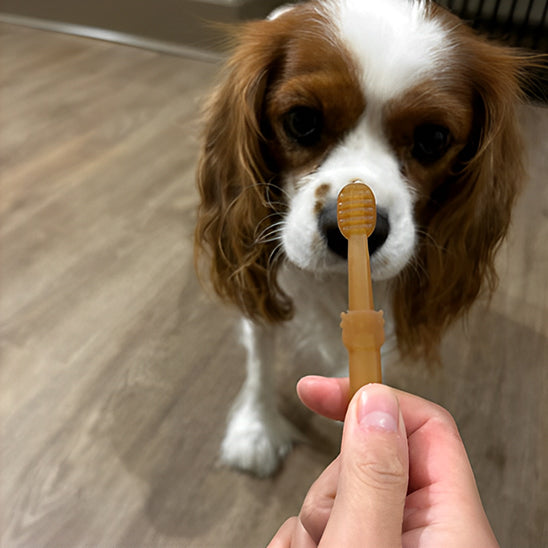 Brosse a dent Chien - FlexBross™