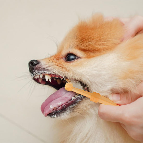 Brosse a dent Chien - FlexBross™