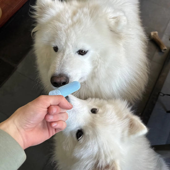 Brosse a dent Chien - DoigtDent™