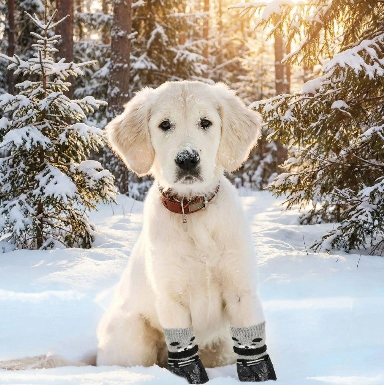 Chausson Chien - ChaussettesFix™