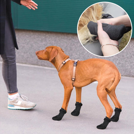 Chaussures pour Chien - PattBottes™