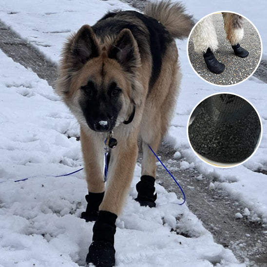 Chaussures pour Chien - PattBottes™