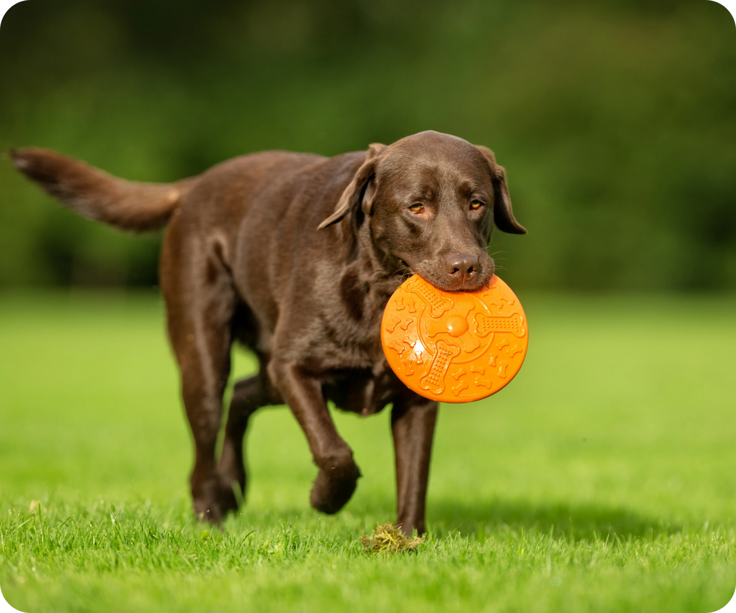 Chien marron jouant avec un jouet orange dans un parc, illustrant les engagements ChienDog pour le bien-être, la qualité et la sécurité des produits pour chiens.
