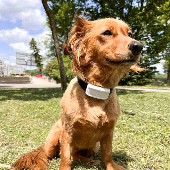 Collier GPS Chien - GeoChien™