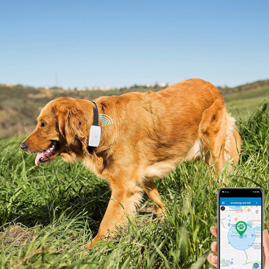 Collier GPS Chien - GeoChien™