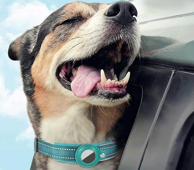 Collier GPS Chien - SécuTag™ | Sans Airtag