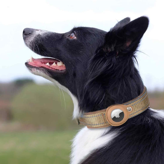 Collier GPS Chien - SécuTag™ | Sans Airtag