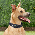 Collier GPS Chien - SécuTag™ | Sans Airtag