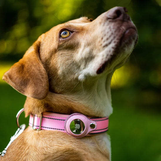 Collier GPS Chien - SécuTag™ | Sans Airtag
