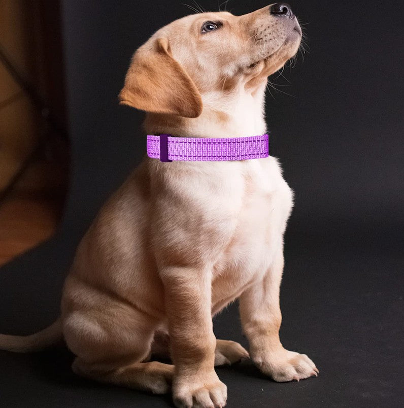 Collier Lumineux Chien - EclaiRex™