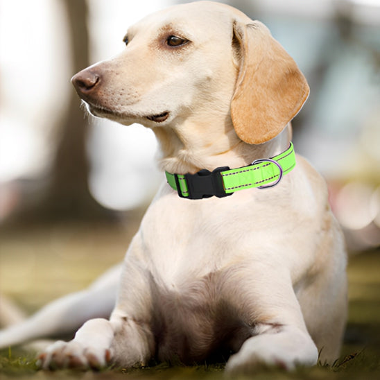 Collier Lumineux Chien - EclaiRex™